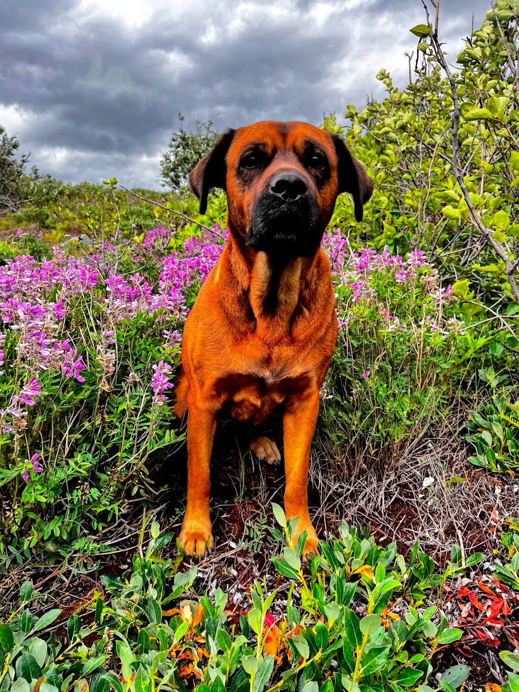 Kody, the Gold Buckle Tours dog
